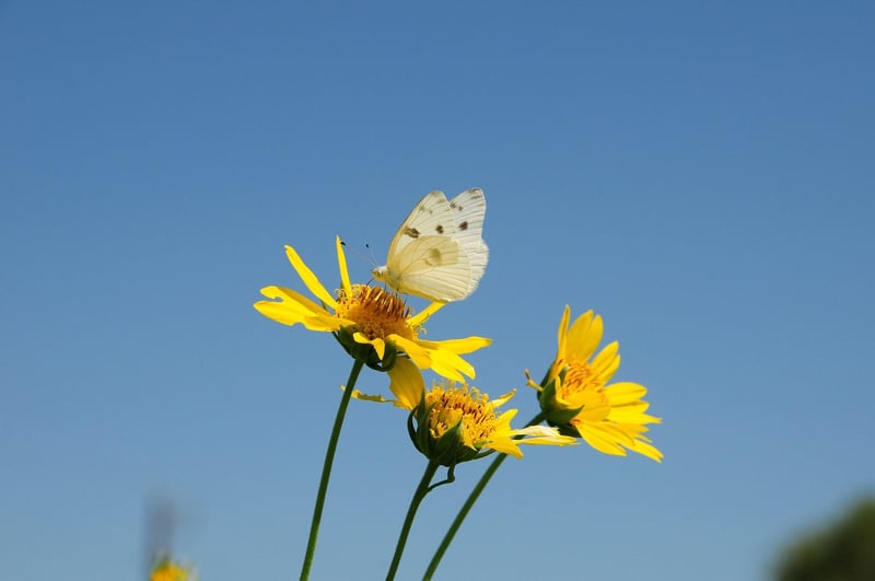 Butterfly Effect